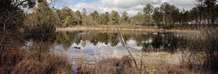 lagune_gironde_landes_achat_propriete_forestiere